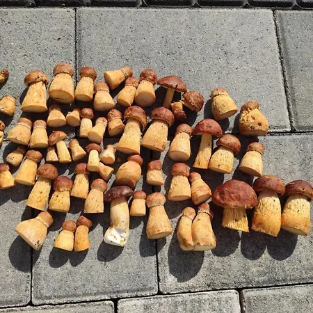 Prázdninový dům Kalinowa14 Kopalino