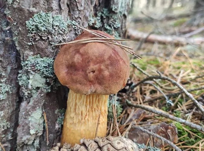 Prázdninový dům Kalinowa14