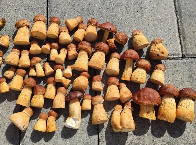 Prázdninový dům Kalinowa14 Kopalino